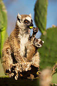 PRM 03 MC0006 01
Ring-Tailed Lemur With Young Eating Madagascar