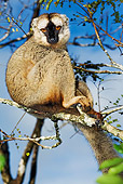 PRM 03 MH0001 01
Close Up Of Common Brown Lemur Sitting On Tree Branch