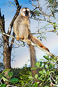 PRM 03 MH0002 01
Common Brown Lemur Sitting On Tree Branch