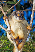 PRM 03 MH0003 01
Close Up Of Common Brown Lemur Hanging On Tree Branch
