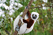 PRM 03 MH0004 01
Close Up Of Coquerel's Sifaka Hanging From Tree Branch