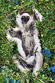 PRM 03 MH0005 01
Close Up Of Verreaux's Sifaka In Tree