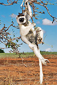 PRM 03 MH0006 01
Verreaux's Sifaka Hanging From Tree Branch