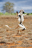 PRM 03 MH0007 01
Verreaux's Sifaka Hopping In Field