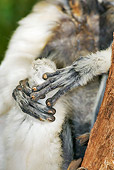 PRM 03 MH0008 01
Close Up Of Hands Of Verreaux's Sifaka