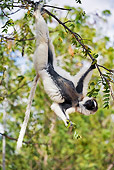 PRM 03 MH0009 01
Verreaux's Sifaka Hanging Upside Down From Tree Branch