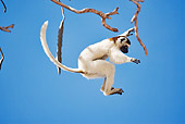 PRM 03 MH0010 01
Verreaux's Sifaka Leaping From Tree Branch
