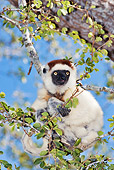 PRM 03 MH0011 01
Close Up Of Verreaux's Sifaka Hanging On Tree Branch