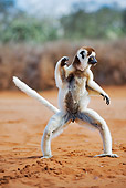 PRM 03 MH0012 01
Close Up Of Verreaux's Sifaka Standing In Field