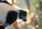 PRM 03 MH0013 01
Close-Up Of Black And White Ruffed Lemur In Tree Madagascar