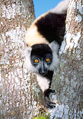 PRM 03 MH0014 01
Black And White Ruffed Lemur Climbing In Tree Madagascar