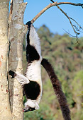 PRM 03 MH0015 01
Black And White Ruffed Lemur In Suspensory Feeding Posture Madagascar