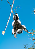 PRM 03 MH0016 01
Black And White Ruffed Lemur In Suspensory Feeding Posture Madagascar