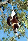 PRM 03 MH0017 01
Black And White Ruffed Lemur In Suspensory Feeding Posture Madagascar