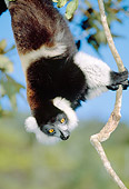 PRM 03 MH0018 01
Black And White Ruffed Lemur In Suspensory Feeding Posture Madagascar