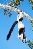 PRM 03 MH0019 01
Black And White Ruffed Lemur In Suspensory Feeding Posture Madagascar