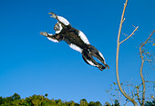 PRM 03 MH0020 01
Black And White Ruffed Lemur Leaping Between Trees Madagascar
