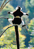 PRM 03 MH0021 01
Black And White Ruffed Lemur Sunbathing In Morning Light After Cold Night Madagascar