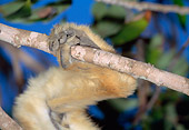PRM 03 MH0022 01
Hand Of Coquerel's Sifaka Climbing In Tree Madagascar
