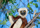 PRM 03 MH0023 01
Close-Up Of Coquerel's Sifaka Climbing In Tree Madagascar