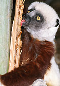 PRM 03 MH0024 01
Close-Up Of Coquerel's Sifaka Feeding On Insects Madagascar
