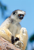 PRM 03 MH0025 01
Portrait Of Diademed Sifaka Sitting On Log Madagascar