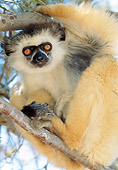 PRM 03 MH0026 01
Portrait Of Diademed Sifaka Sitting In Tree Madagascar