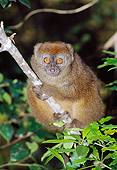 PRM 03 MH0027 01
Gray Bamboo Lemur Clinging To Branch Madagascar