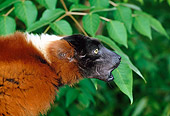 PRM 03 MH0028 01
Portrait Of Red Ruffed Lemur Calling In Tree Madagascar