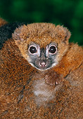 PRM 03 MH0029 01
Portrait Of Red-Bellied Lemur Madagascar