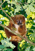 PRM 03 MH0030 01
Portrait Of Red-Bellied Lemur Sitting In Tree Madagascar