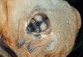 PRM 03 MH0031 01
Red-Fronted Brown Lemur Infant In Mother's Pouch Madagascar