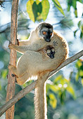 PRM 03 MH0032 01
Red-Fronted Brown Lemur Mother Holding Infant In Tree Madagascar