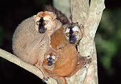 PRM 03 MH0033 01
Family Of Red-Fronted Brown Lemurs Sitting In Tree At Night Madagascar