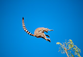 PRM 03 MH0034 01
Ring-Tailed Lemur Leaping Between Trees Against Blue Sky Madagascar
