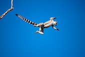 PRM 03 MH0035 01
Ring-Tailed Lemur Leaping Between Trees Against Blue Sky Madagascar