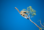 PRM 03 MH0036 01
Ring-Tailed Lemur Leaping Between Trees Against Blue Sky Madagascar
