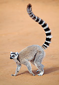 PRM 03 MH0037 01
Ring-Tailed Lemur Walking On Sand Madagascar