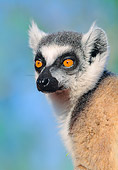 PRM 03 MH0038 01
Portrait Of Ring-Tailed Lemur Madagascar