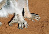 PRM 03 MH0039 01
Close-Up Of Hands And Feet Of Ring-Tailed Lemur Madagascar