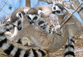 PRM 03 MH0040 01
Female And Infant Ring-Tailed Lemurs Resting In Tree Madagascar