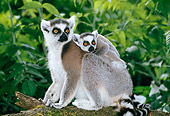 PRM 03 MH0041 01
Mother And Baby Ring-Tailed Lemurs Sitting On Log Madagascar