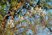 PRM 03 MH0042 01
Group Of Ring-Tailed Lemurs Sunning In Tree Madagascar