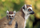 PRM 03 MH0043 01
Close-Up Of Mother And Baby Ring-Tailed Lemurs Madagascar
