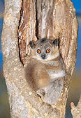 PRM 03 MH0044 01
White-Footed Sportive Lemur Sitting By Nest Hole In Tree Madagascar