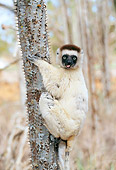 PRM 03 MH0045 01
Verreaux's Sifaka Climbing Thorny Plant Madagascar