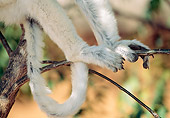 PRM 03 MH0046 01
Close-Up Of Feet Of Verreaux's Sifaka In Tree Madagascar