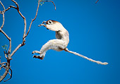 PRM 03 MH0047 01
Verreaux's Sifaka Leaping Between Trees Madagascar