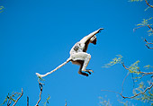 PRM 03 MH0048 01
Verreaux's Sifaka Leaping Between Trees With Infant Madagascar