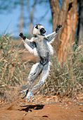 PRM 03 MH0049 01
Verreaux's Sifaka Hopping On Sand Madagascar
